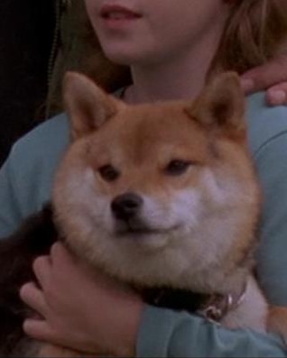 File:Cassandra's dog.jpg